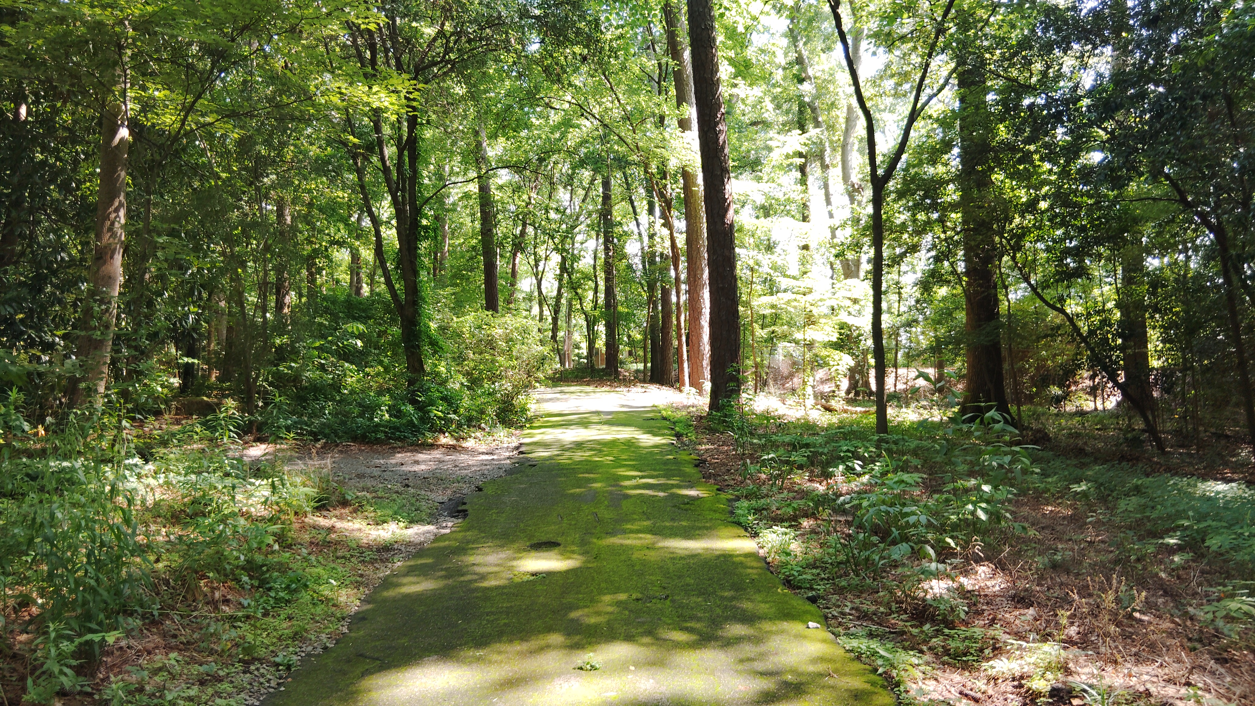 A view of trees, green in the summer